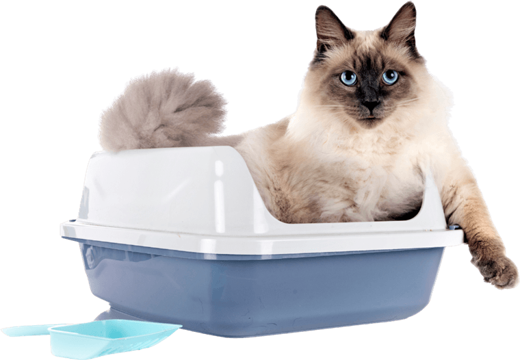 A long-haired cat sitting in a clean litter tray