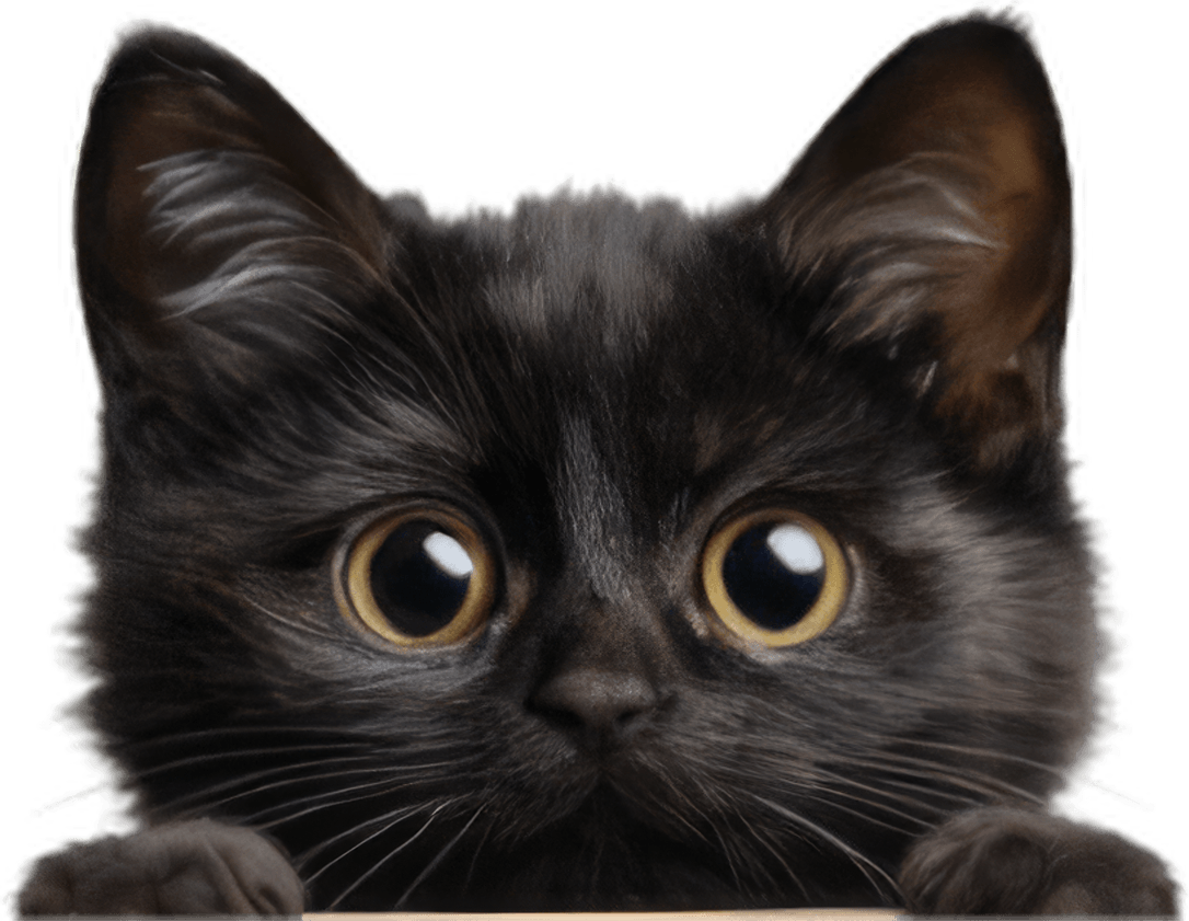 A black kitten peering over the top of an ADA Pet Care litter bag